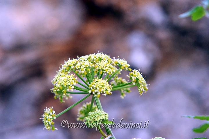 14.2.2011 Avola Antica natura (18).jpg